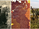 Vaše 2 percentá z daní môžu zachrániť vzácne historické vinohrady!